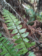 Diplazium hachijoense