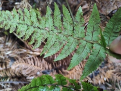 Diplazium hachijoense