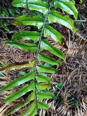 Cyrtomium fortunei