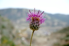 Centaurea carduiformis