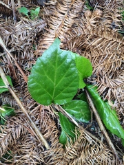Pachysandra axillaris