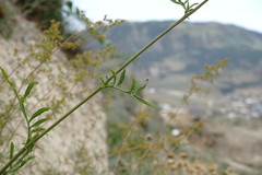 Centaurea carduiformis