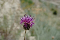 Centaurea carduiformis