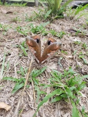 Pterochroza ocellata