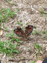 Pterochroza ocellata