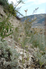 Pterocephalus plumosus