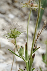 Pterocephalus plumosus
