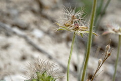 Pterocephalus plumosus