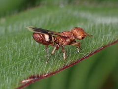Cephalotes umbraculatus