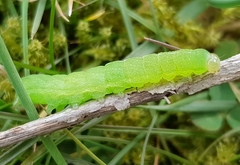 Phlogophora meticulosa