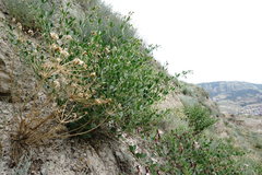 Zosima absinthifolia