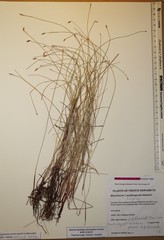 Eleocharis uniglumis