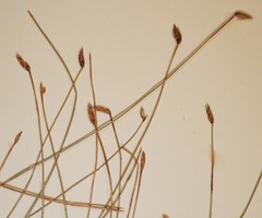 Eleocharis uniglumis