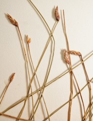 Eleocharis uniglumis