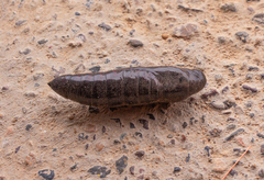 Pachylia