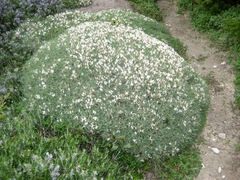 Astragalus terraccianoi