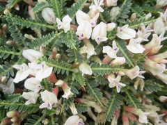 Astragalus terraccianoi