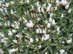 Astragalus terraccianoi