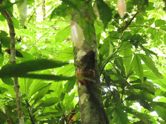 Saguinus fuscicollis