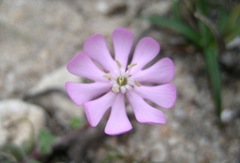 Silene sericea