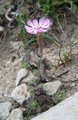 Silene sericea