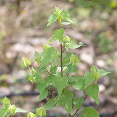 Abutilon hypoleucum