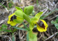 Ophrys lutea phryganae