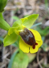 Ophrys lutea phryganae