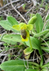 Ophrys lutea phryganae