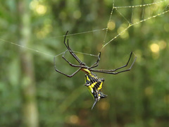 Micrathena miles