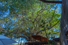 Ficus pertusa