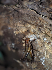 Ischnomela pulchripennis