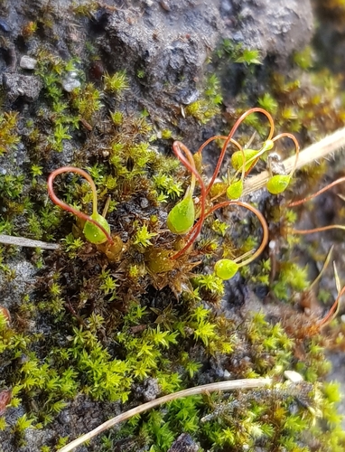 Streblotrichum
