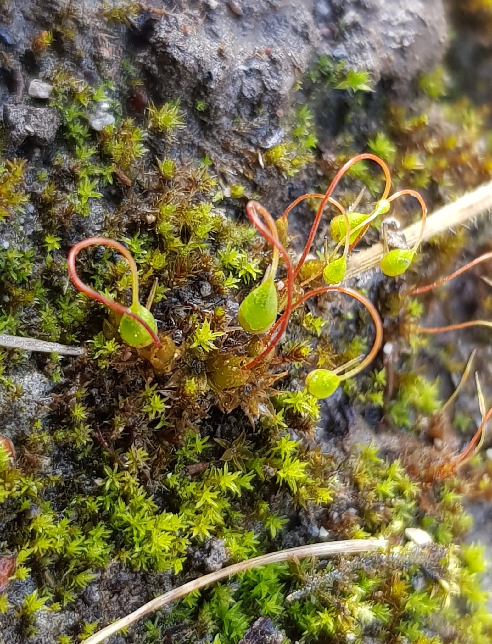 Streblotrichum
