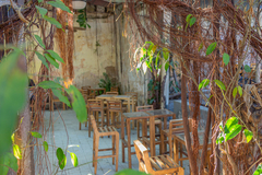 Ficus pertusa