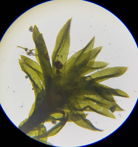 Streblotrichum convolutum