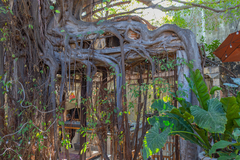 Ficus pertusa