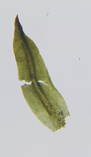 Streblotrichum convolutum