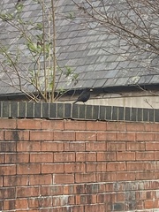 Turdus merula