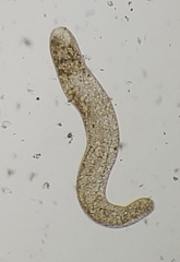 Spirostomum ambiguum