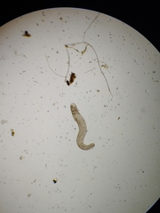 Spirostomum ambiguum