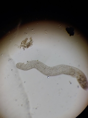 Spirostomum ambiguum