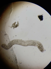 Spirostomum ambiguum