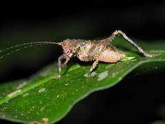 Balboana tibialis