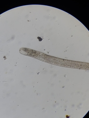 Spirostomum ambiguum