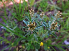 Gamochaeta argyrinea