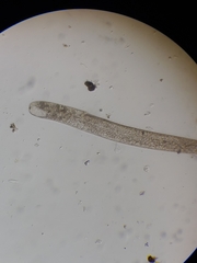 Spirostomum ambiguum