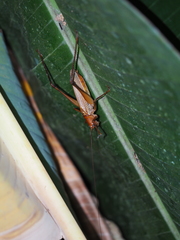 Ischnomela pulchripennis