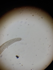 Spirostomum ambiguum