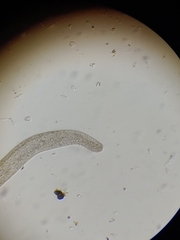 Spirostomum ambiguum